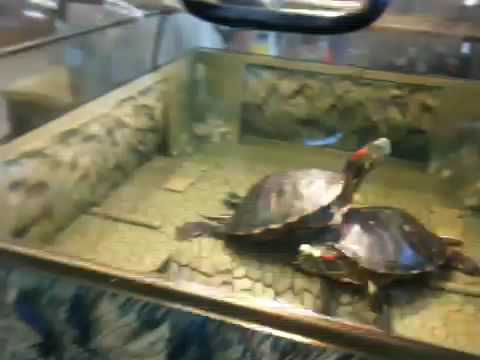 Turtle Topper! by Reptology at Polly's Pets