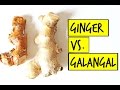 What is the Difference Between Ginger and Galangal??! What is the Difference Between Ginger and Galangal??!
