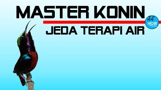 Download lagu MASTER KONIN Jeda Terapi Air mp3