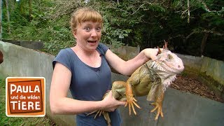 Download lagu Warum nickt der Leguan? | Reportage für Kinder | Paula und die wilden Tiere mp3