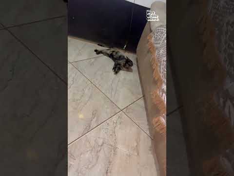 Les chats sont des agents du chaos : exhibit a !