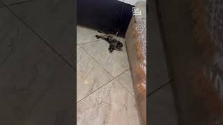 Miniature vidéo