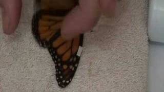 Live Monarch Foundation - How to fix a broken butterfly wing