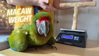 Weighing Great Green Macaw on Parrot Wizard NU Perch Scale