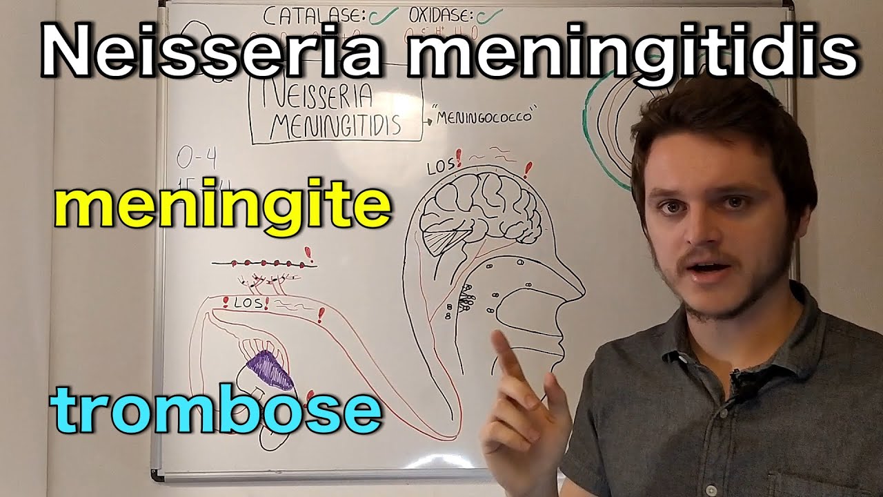 Neisseria meningitis (meningococco) | Curso de bacteriologia | Medicina passo a passo