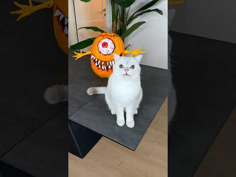 किट्टी को भूतिया कद्दू खा लिया😭#Catsoftiktok #CatLovers #cat #cute #FunnyCats #catcartoon