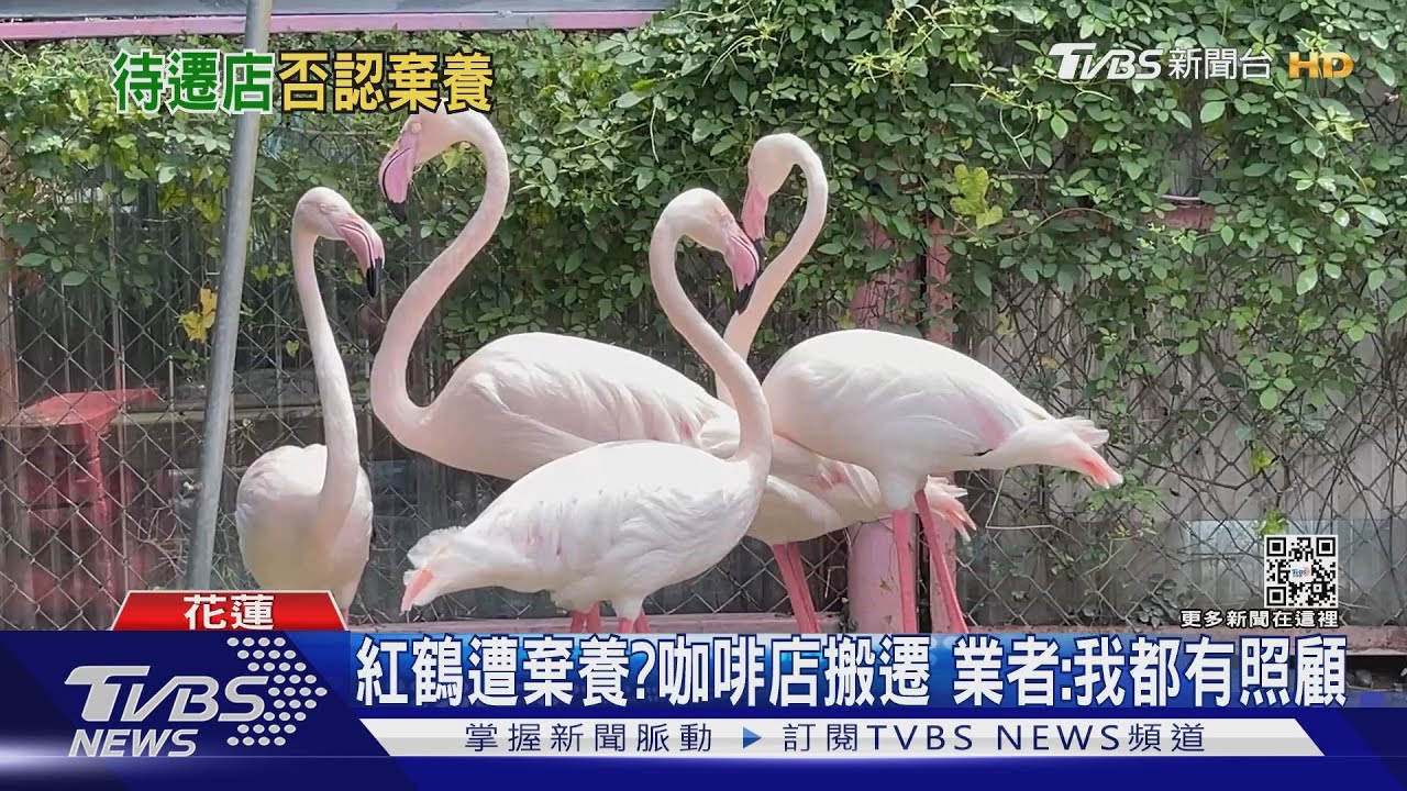 紅鶴遭棄養?咖啡店搬遷 業者:我都有照顧