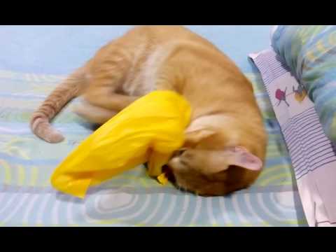 Cat loves the bag (Kitu)