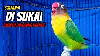 Download lagu Suara Burung Lovebird Ngekek Panjang, NGETIK TAJAM Lanjut Ngekek Panjang Cepat Memancing BUNYI mp3