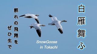 白雁飛来　　White Goose Flying
