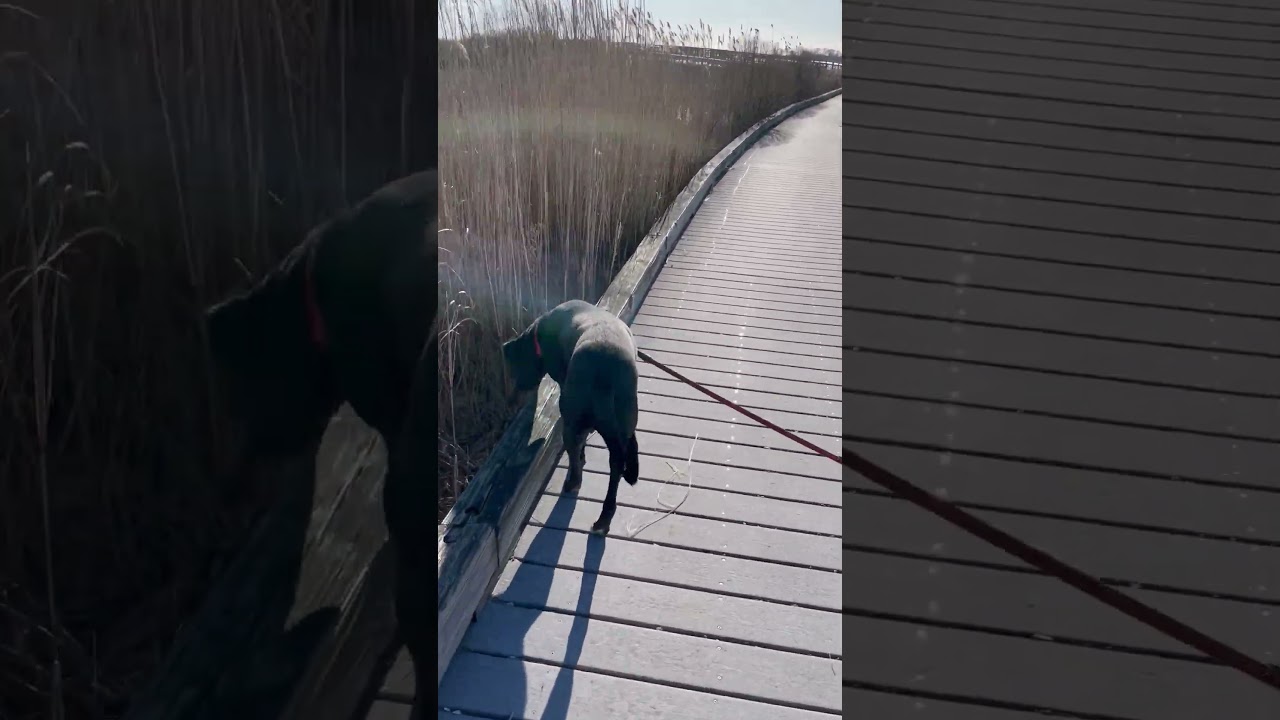 Aurora #4, a ADOPTABLE mixed breed in Killingworth, CT video 5/6