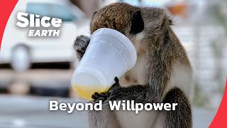 Alcohol in the Wild: What Animals Reveal About Addiction | Part 4 | SLICE EARTH