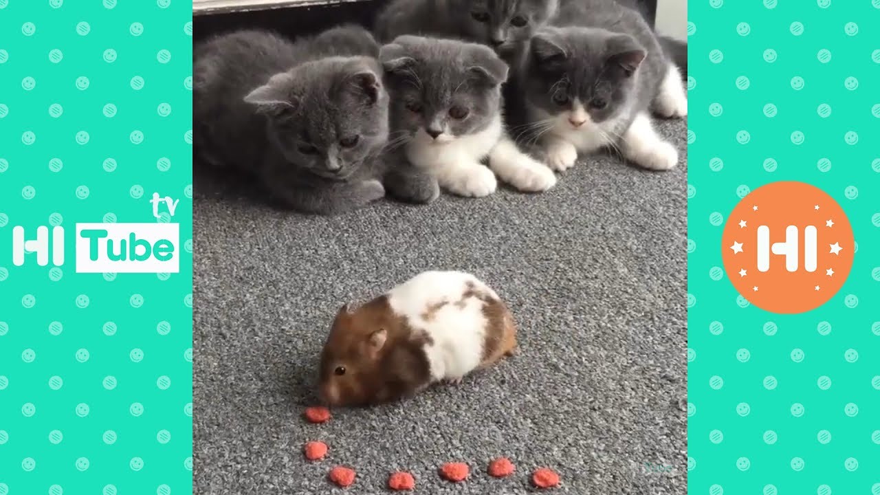 ♥かわいい犬と猫面白いことP29♥ペットかわいい動画2019