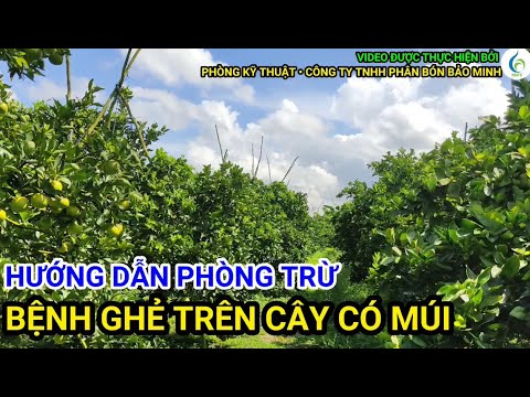 HƯỚNG DẪN PHÒNG TRỪ BỆNH GHẺ TRÊN CÂY CÓ MÚI