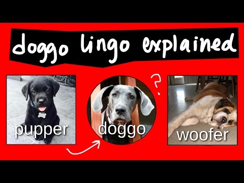 What is a Pupper? What is a Doggo? (DOGE Cameo)