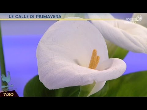 Parassiti in secoli del trattamento di persona Come liberarsi da parassita di informazioni