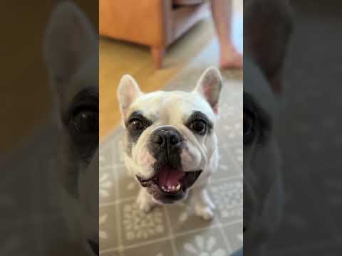 Pied French Bulldog loves cucumber 😋 #dog #frenchbulldog #cutedog #frenchie