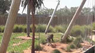 preview picture of video 'Jardin zoologique de Rabat  - حديقة الحيوانات بالرباط'