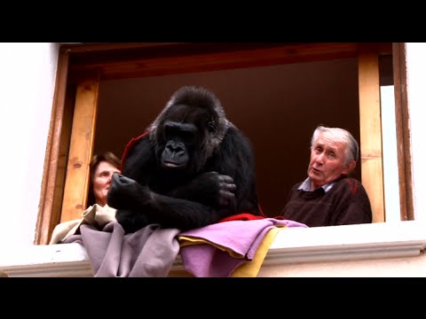 Ce couple vit avec Digit, une femelle gorille de 130 kg !