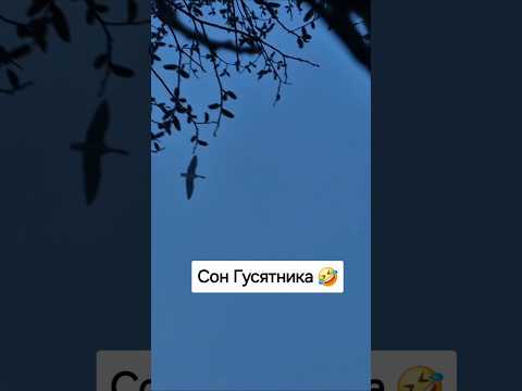Гуси уже снятся #охотник #hunting