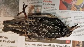 Hundreds of Birds Fall From the Sky During 5G Test in The Netherlands
