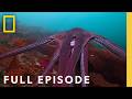 Masterminds Secrets Of The Octopus Full Episode National Geographic
