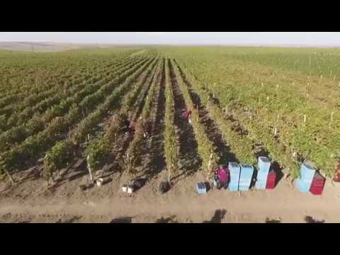 Domeniul Vladoi - podgorie si crama - producator de vinuri romanesti