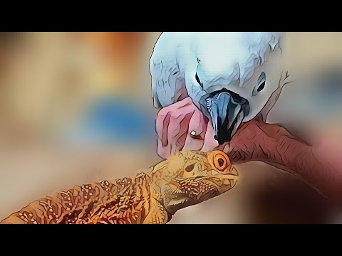 Onni The Cockatoo Helps Feed A Bearded Dragon & Sees Crickets For 1st Time (Classic Cockatoo Ending)