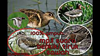 Download lagu suara panggilan burung berkik// tiruk sawah 100% ampuh langsung datang mp3