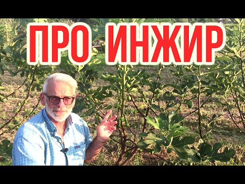 Про инжир / ИНЖИР посадка и уход / Игорь Билевич