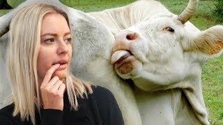 He Did WHAT to a COW? - Dude Soup Podcast #197