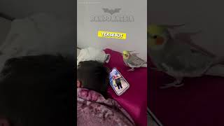 Download lagu Burung Beo Bernada Dering Iphone #Shorts #hewanlucu #animalshorts mp3