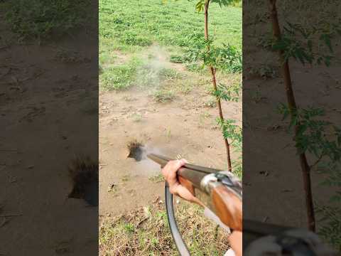 12 bore ammunition power #cartridge #shortvideo #rifleshooting #shotgunfire