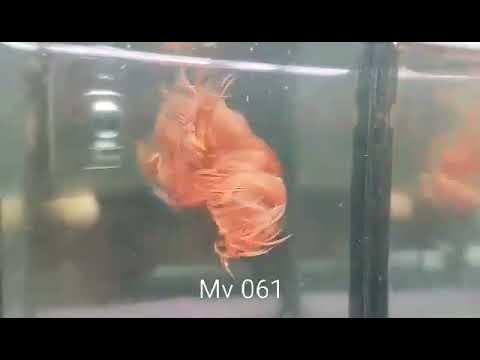 (MV-061) Super Orange Crown Tail Male Betta