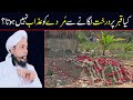 Kya Qabar Par Darakht Lagane Se Murday Ko Azab Nahi Hota Mufti Tariq Masood Shorts Short