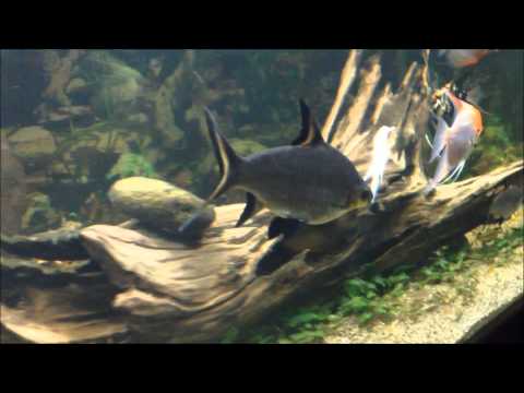 Watch Video on YouTube