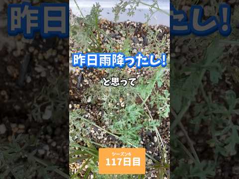 カブトムシが訪れたヴァールで 5 月に花が咲く野生のニンジン、ダウクス カロタ