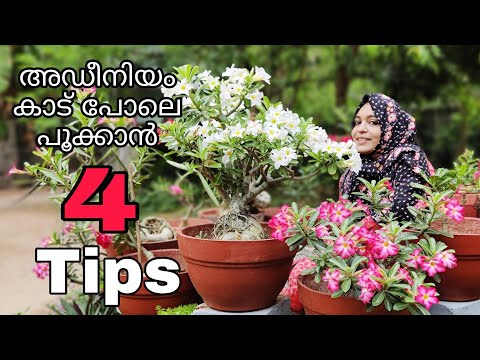 adenium flowering tips | maximum blooms in adenium | gardening malayalam | naiza's world | gardening