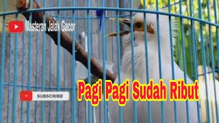 Download lagu Jalak Putih Gacor Full Isian Suara Keras Untuk Pancingan Semua Jenis Jalak - Masteran Jalak Gacor mp3 Download lagu Jalak Putih Gacor Full Isian Suara Keras Untuk Pancingan Semua Jenis Jalak - Masteran Jalak Gacor mp3