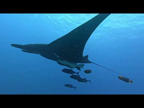 Revillagigedo Islands Sharks Nov 2025 by ©TIM ROCK