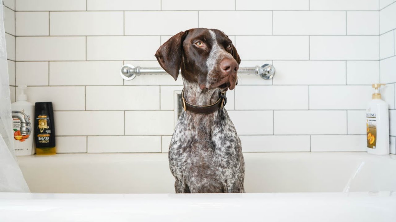 5 Best Things about German Shorthaired Pointers