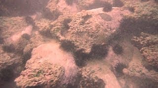 preview picture of video 'Snorkelling Dickwella Reef, Sri Lanka, near Premlanka Hotel - YT Stabilized - Better Text'