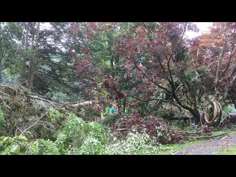 7.7.20 cutting fallen tree