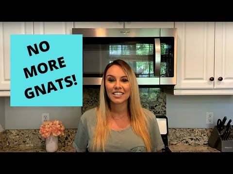 Get rid of gnats in your house!! | Simple DIY