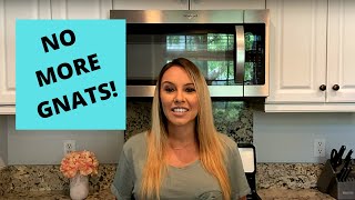Get rid of gnats in your house!! | Simple DIY