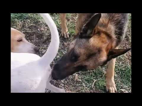 Dogs meeting | dogs mating | meeting | Mating #meeting #mating #dog #dogmating #animalmeeting