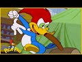 Pica-Pau em Português | LIVE | Compilação de Cenas Engraçadas | Desenhos Animados Pica-Pau em Português | LIVE | Compilação de Cenas Engraçadas | Desenhos Animados