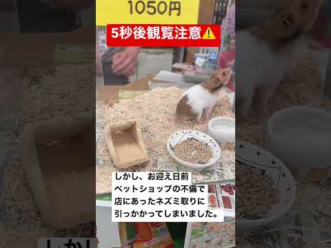 ペットボトルを使ってネズミを追い払うことができたらどうしますか?使用説明書！  庭園