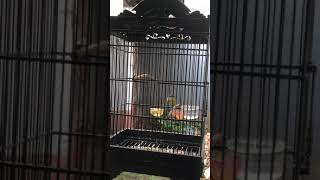 Download lagu Kicuit batu mp3 Download lagu Kicuit batu mp3