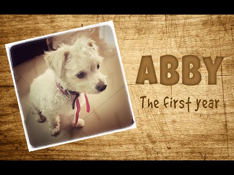 Happy First Birthday, Abby (our dog)!